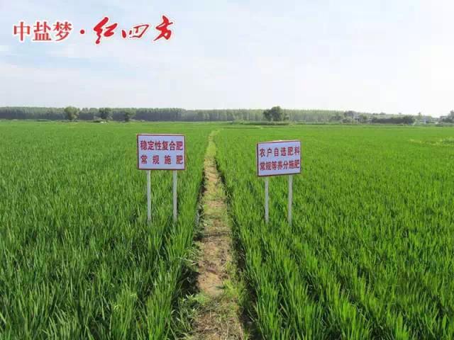 紅四方穩(wěn)定肥料，為農民增收，讓經銷商獲利