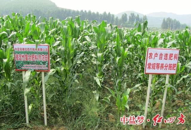 紅四方穩(wěn)定肥料，為農民增收，讓經銷商獲利