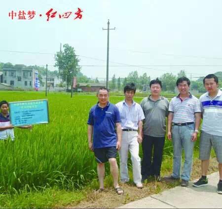 紅四方穩(wěn)定肥料，為農民增收，讓經銷商獲利