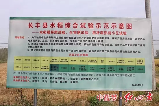 緩釋肥地塊的水稻后來居上，無論從根系、莖稈還是穗頭，都要更勝一籌