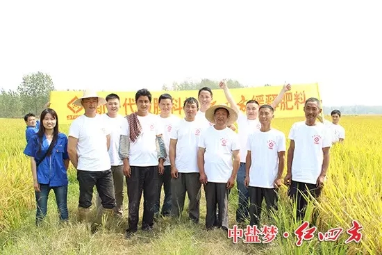 這片紅四方示范田只在前期施用底肥，后期沒有追肥，節省了大量的成本和投入