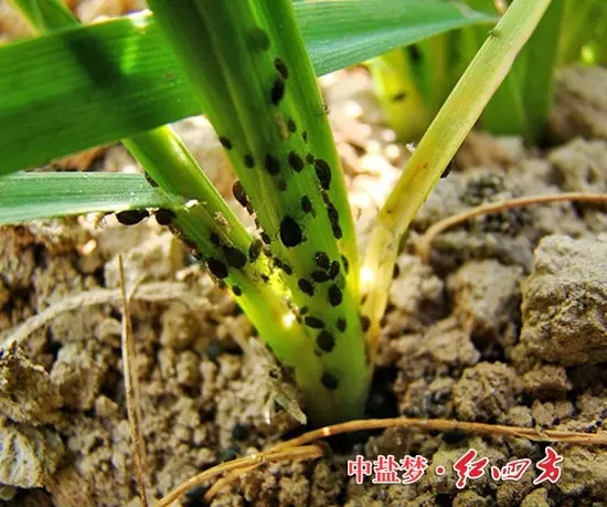 病蟲害導(dǎo)致小麥發(fā)黃