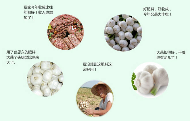 大蒜專(zhuān)用肥收獲豐收的喜悅