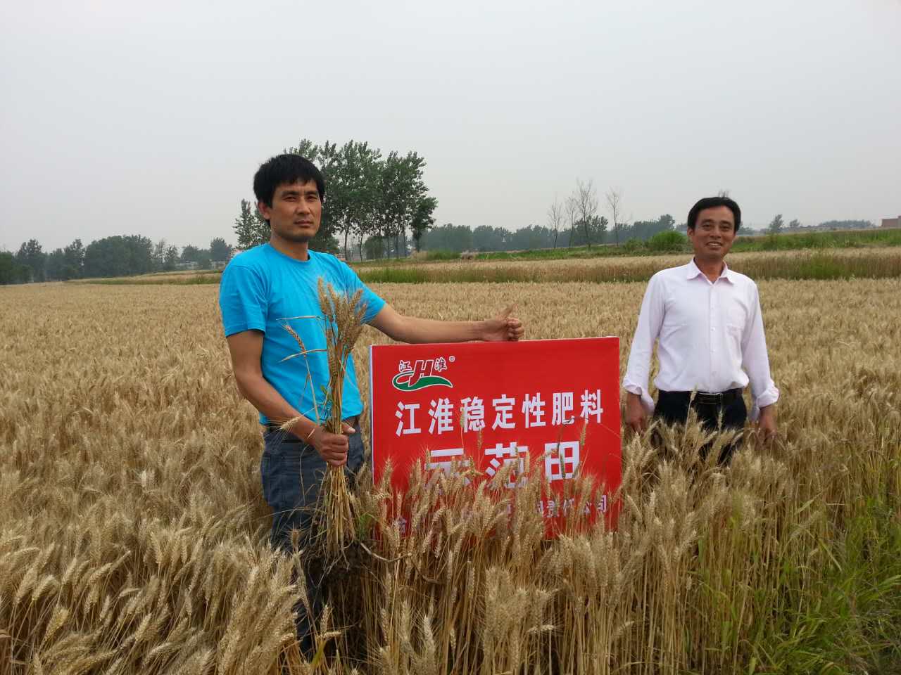 紅四方江淮穩(wěn)定肥示范田