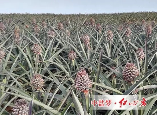 一個個小菠蘿猶如待放的花骨朵，都飽含著菠蘿種植戶美好的期待！
