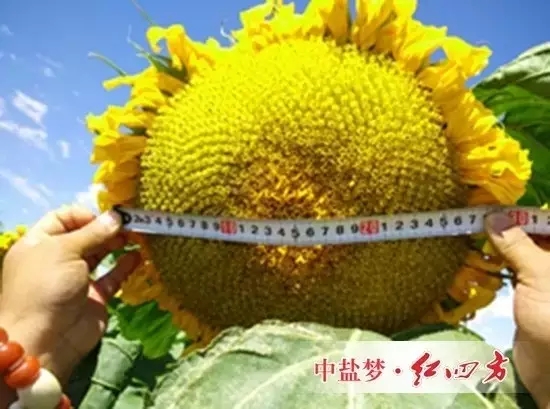 施用紅四方水溶肥的葵花籽飽滿、品質(zhì)高，籽粒收購價(jià)每斤增加0.5元，葵花的產(chǎn)值每畝增加了880元，增幅達(dá)25%-27%。