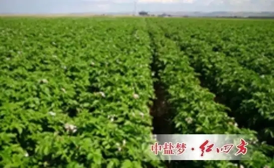 使用紅四方水溶肥全程追肥，能夠使馬鈴薯種植戶實(shí)現(xiàn)增產(chǎn)增收。