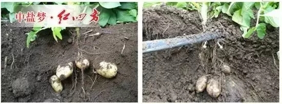 紅四方水溶肥追肥處理（左）與常規(guī)施肥處理（右）地下部塊莖的表現(xiàn)地下部塊莖對比的差異也很顯著，即在這一時期，施用紅四方水溶肥的馬鈴薯，薯塊膨大較大，大小均勻；常規(guī)施肥處理的馬鈴薯塊莖還比較小。
