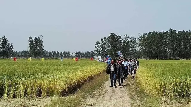 紅四方潘集區(qū)總代理顏玲組織的控失肥水稻效果觀摩會現(xiàn)場。