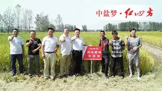 眼見為實，耳聽為虛。今天，老鄉(xiāng)們是親眼看到了紅四方控失肥的神奇效果，莊稼長得好，產(chǎn)量自然高。