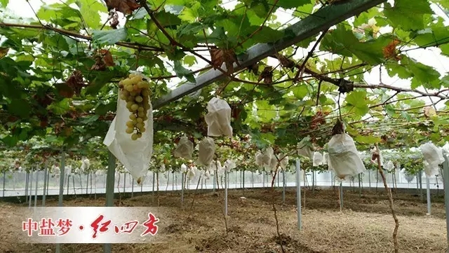 （套袋的葡萄快速生長）