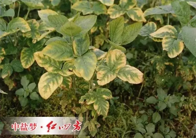 大豆缺鉀初期下部葉片出現褐色斑點，葉間和葉緣退綠黃化并逐漸向內發展，缺鉀中期只有葉脈為綠色，呈現“魚骨”狀。