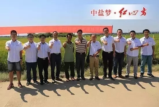 8月29-30日，全國農技推廣中心、江西臨川區農業局、中鹽紅四方和江西市場重點經銷商、新型農業經營者等100余人，實地觀摩紅四方緩釋肥水稻應用試驗示范，正式拉開中鹽紅四方年2016年度新型肥料試驗示范田檢驗行動。
