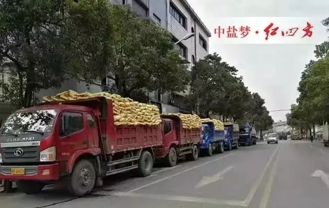 2016年，營銷系統各大區通過大量觀摩會、活動、科技講座等，取得了喜人的銷量。距離2017年只有2天，中鹽紅四方復合肥銷售喜報頻傳，復合肥日發貨量突破一萬噸，創歷史新高！