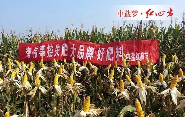 經(jīng)常配合他們搞好集市宣傳工作，采取捆綁式銷售方法，形成肥料、種子、農藥一體化，為農民做好服務，與零售商相互溝通、交流經(jīng)驗，探討農業(yè)如何增產(chǎn)增收的好方法。