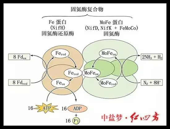 土壤肥力有限，長期吸收單一養分，會使土壤肥力下降，作物生長發育不良，易造成土地貧瘠，從而造成土地荒漠化，引發沙塵暴等。